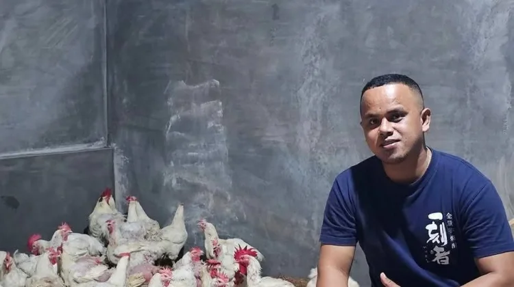 Dagang Ayam Broiler Peluang Ekonomi Keluarga