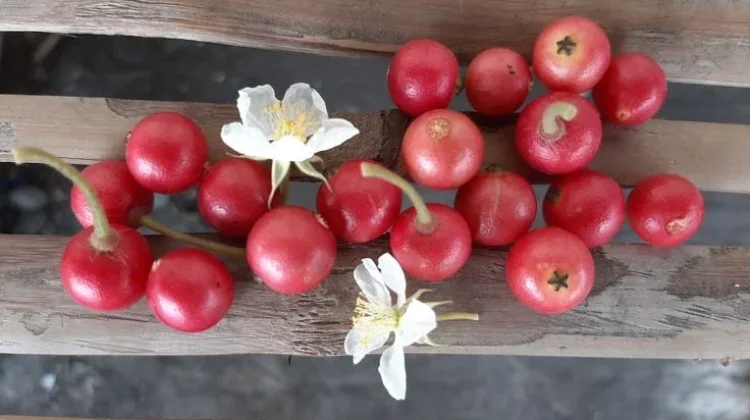 Kecil-Kecil Cabai Rawit, Potensi Besar Buah Kersen untuk Tubuh Sehat