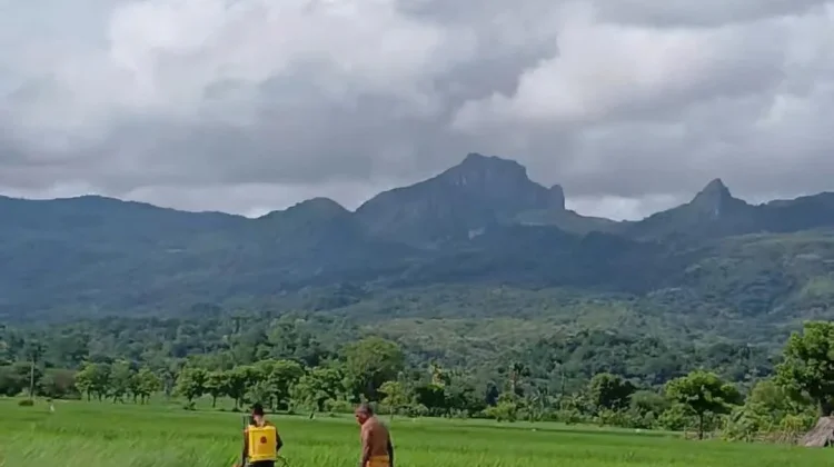Cegah Gagal Panen, Petani Lakukan Pemupukan Tepat Waktu