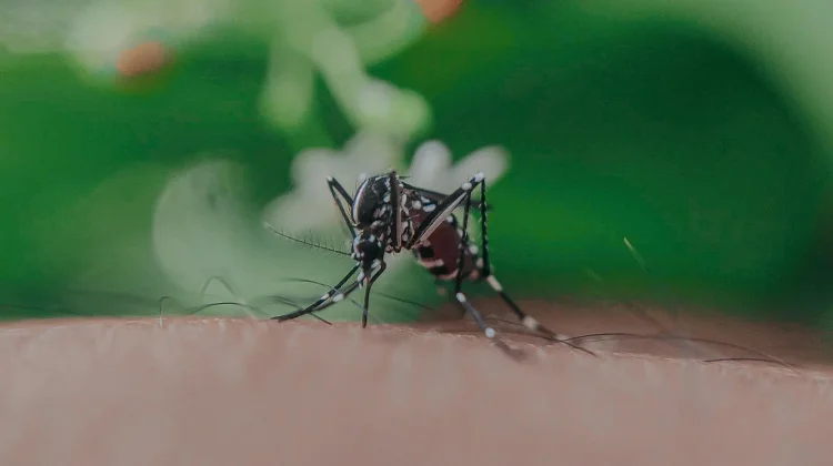 Dinkes Alor Ingatkan Warga Waspadai Penyakit DBD dan Malaria Musim Hujan