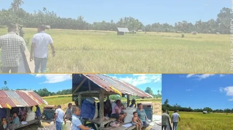 Bulog Kalabahi Lakukan Pengecekan Sawah di Desa Aimoli Alor Barat Laut