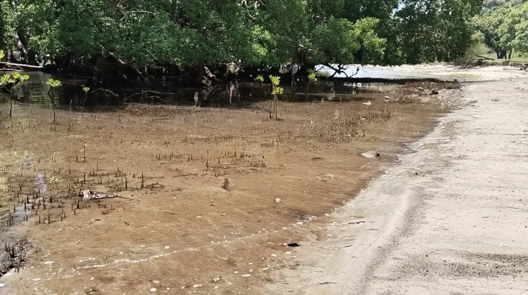 Penghijauan Pesisir Pantai Utara Belu dengan Anakan Mangorve Gagal Tumbuh