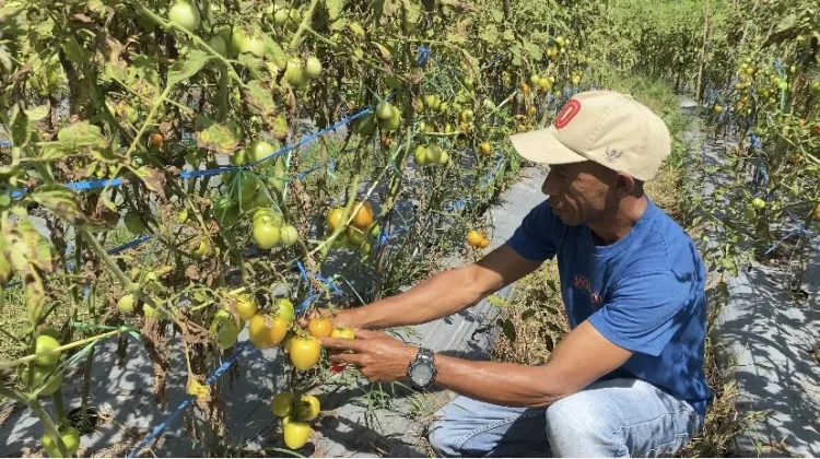Petani Tomat Raup Keuntungan, Harga Tomat di Atambua Belu Tembus Rp500.000-Rp750.000