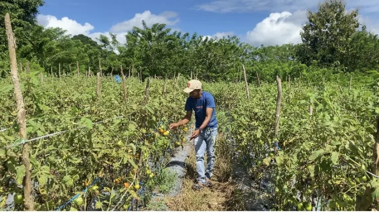 Pacu Produktivitas Holtikultura Petani Umaklaran Inginkan Dukungan Alsintan