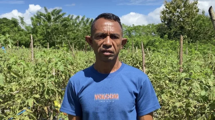 Kinerja PPL Desa Umaklaran Disorot, Minim Pendampingan Petani Bergerak Mandiri