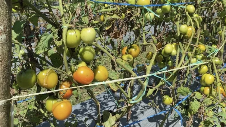 Petani Holtikultura Belu Inginkan Keberpihakan Pemerintah Standarisasi Harga