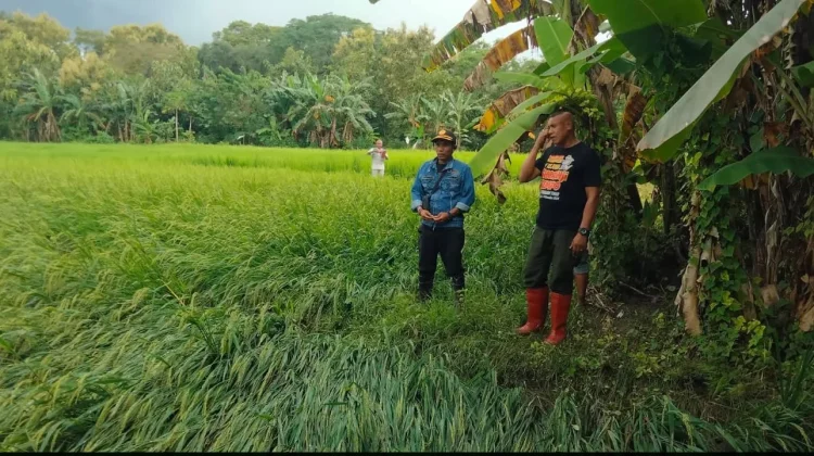 Penanganan Dampak Banjir Terhadap Pertanian