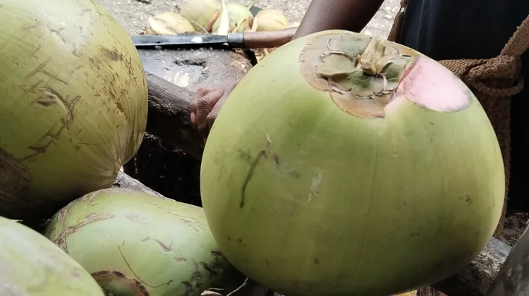 Ini Kasiat Kelapa Wulung Menyembuhkan Penyakit Ginjal dan Jantung