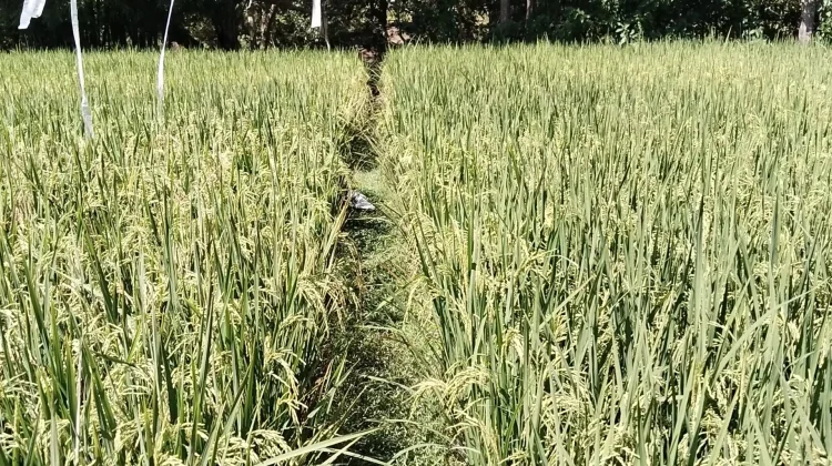 Lahan Persawahan Tadah hujan di Kelurahan Umanen Belu Sebulan Masa Panen Petani
