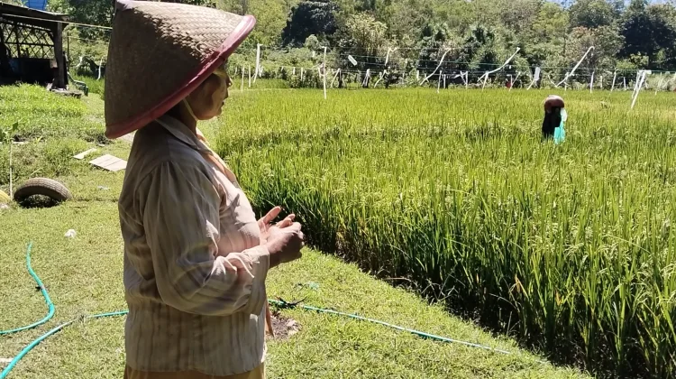 Petani Belu Pasca Panen Padi Lahan Berganti Budidaya Pertanaman Kangkung