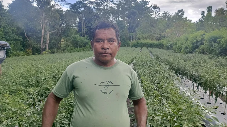 Harapan MBG Buka Peluang Pasar Petani Belu