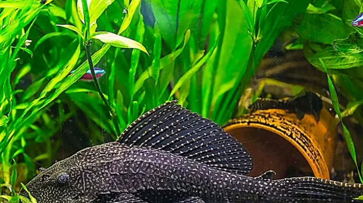 Mengapa Ikan Sapu-Sapu Mengancam Ekosistem Kita