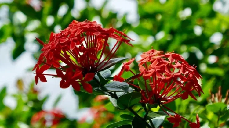Khasiat Tersembunyi di Balik Keindahan Bunga Asoka