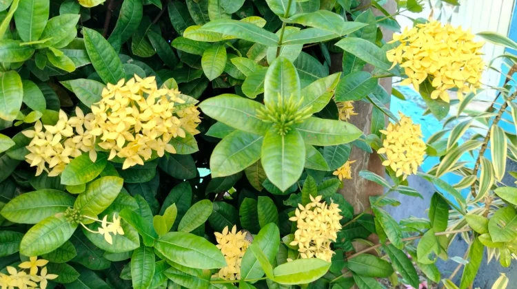Keajaiban Flora di Indonesia yang Baik untuk Kesehatan