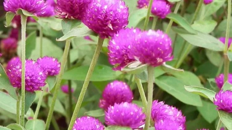 Bunga Kancing, Superfood Herbal bagi Kesehatan Keluarga