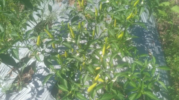 Petani Cabai di Belu Alami Tantangan Curah Hujan Tinggi