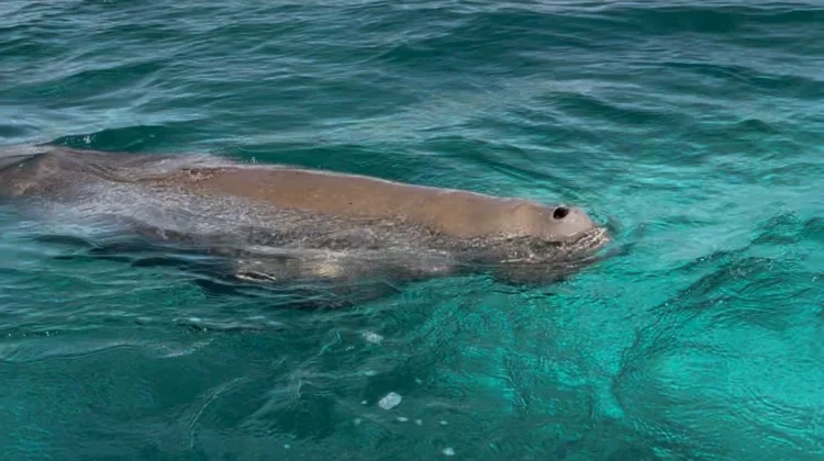 Melihat Dugong Langsung di Pantai Mali Alor