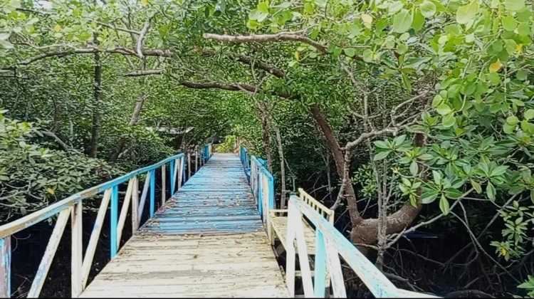 Titian Mangrove Pesinghong Jadi Pilihan Wisata Alam Dekat Kota Kalabahi