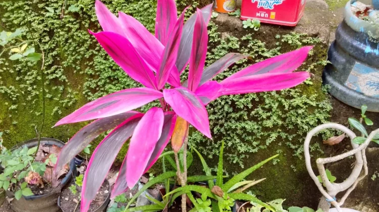 Hanjuang Merah, Sang Primadona Taman yang Kaya Manfaat