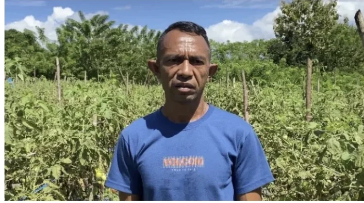 Ketersedian Pupuk Masih Menjadi Persoalan dalam Sektor Pertanian di Belu