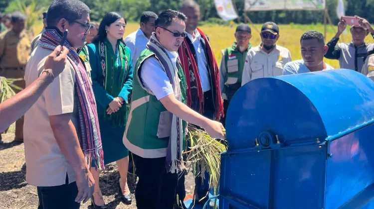 Dari Lahan Kering, Panen Perdana Padi Alor Hasilkan Optimisme