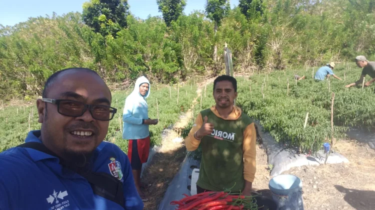Harga Cabai di TTU Merosot