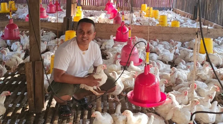 Peternak Ayam di NTT Apresiasi Program MBG