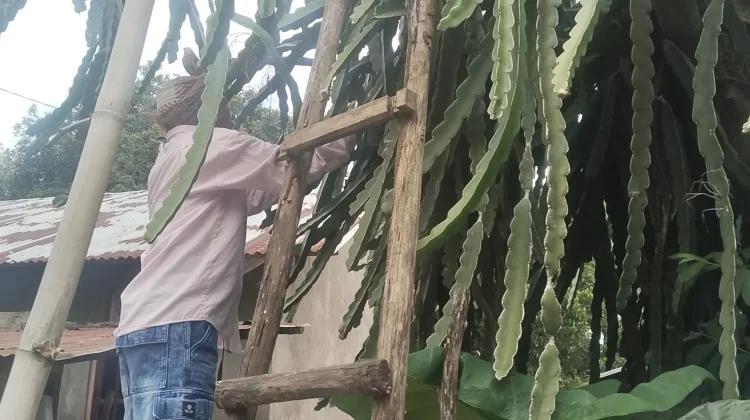 Budidaya Buah Naga Memberi Nilai Tambah Ekonomis bagi Petani Belu