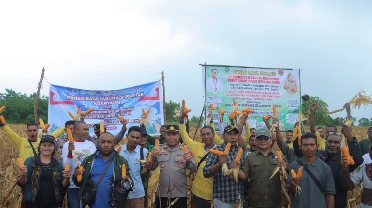 Balai Perhutanan Sosial Kupang Dorong Penguatan Ekonomi Warga lewat Panen Jagung