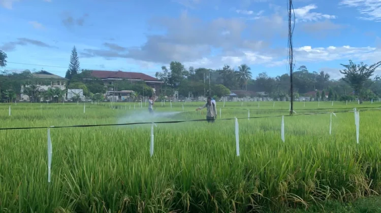 Lapas Atambua Sukses Hijaukan Sawah saat Kemarau