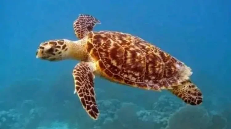 Ciptakan Lingkungan Laut Aman Bagi Habitat Penyu