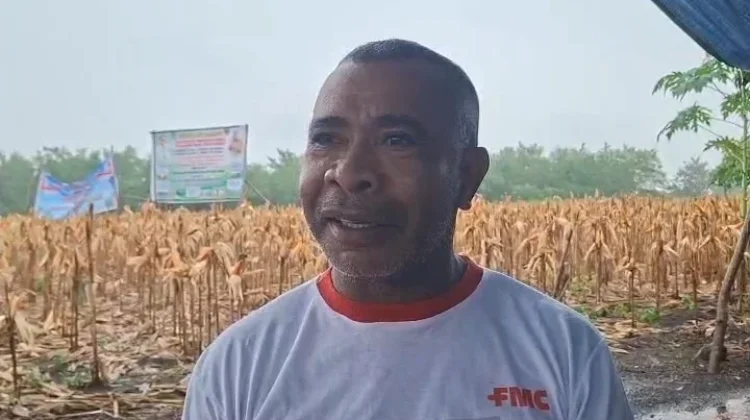 KTH Duyang Abbang Teddi Optimistis Hasilkan 150 Ton Jagung dari Lahan FAPE-PS