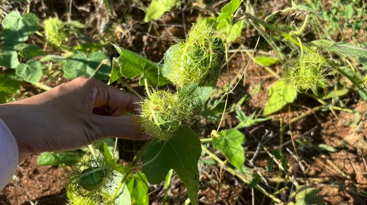 Rambusa, Buah Liar Kaya Vitamin yang Tumbuh di Hutan