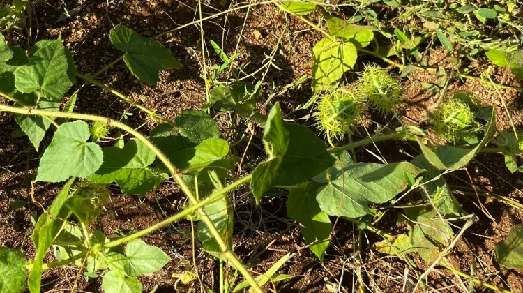 Rambusa, Buah Liar Kaya Vitamin yang Tumbuh di Hutan
