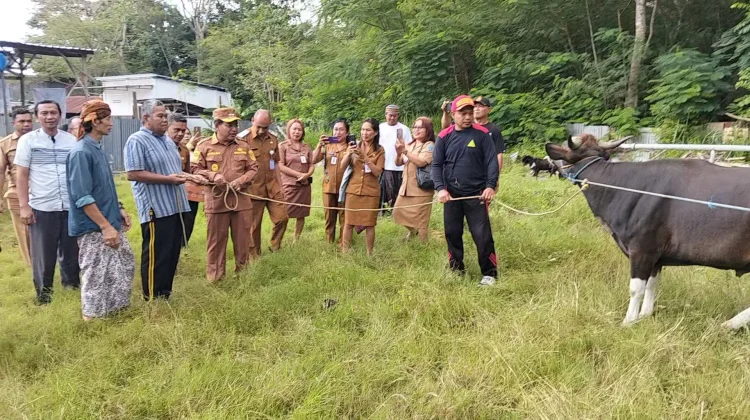 Pemda TTU Serahkan Hewan Kurban untuk Masjid jelang Idul Adha 2026