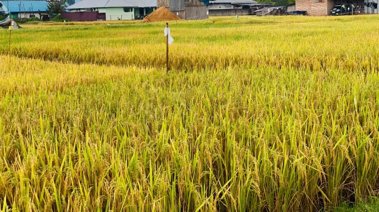 Petani di Atambua Khawatir Panen Terhambat akibat Hujan Berkepanjangan