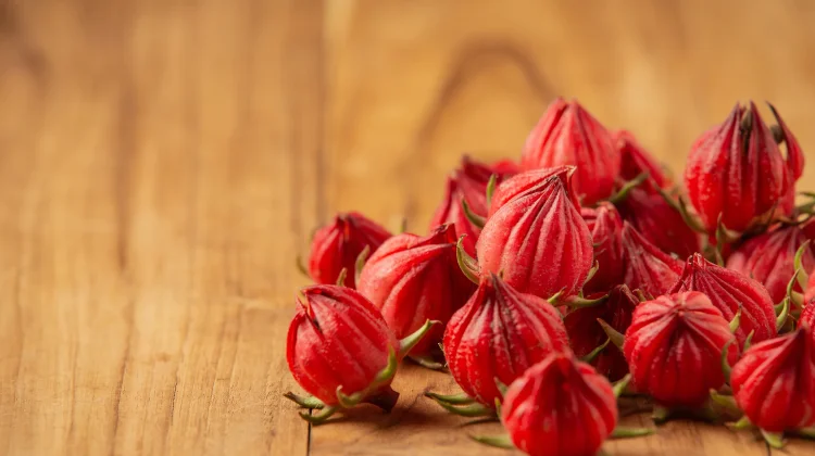 Mengulik Keunikan di Balik Keindahan Kelopak Bunga Rosela
