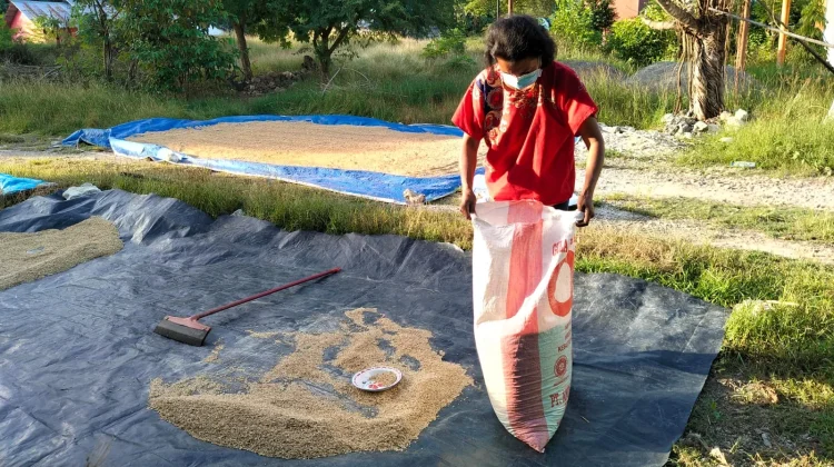 Petani Desa Naibonat Mulai Memanen dan Menjemur Padi