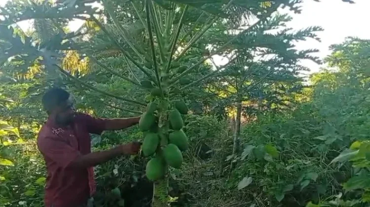 Lahan Pepaya California di Hulnani Jadi Percontohan Pertanian Produktif