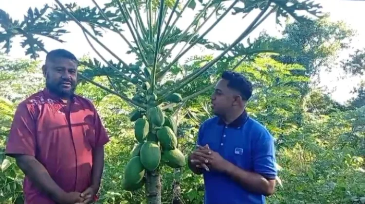 Hulnani Kembangkan Pepaya California untuk Pasar Lokal Kabupaten Alor