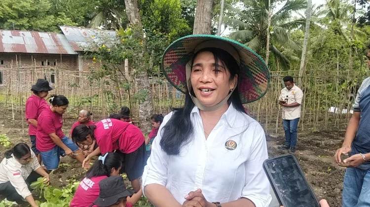 Hasil Panen Perdana KWT Nekmese Terserap 100 Persen ke SPPG Kefa Selatan