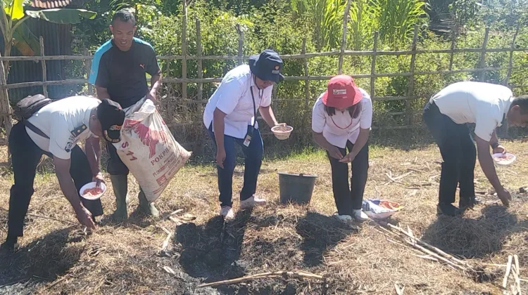 Lapas Kelas IIB Kefamenanu Dukung Ketahanan Pangan Tanam Jagung 1 Hektar dan Berda