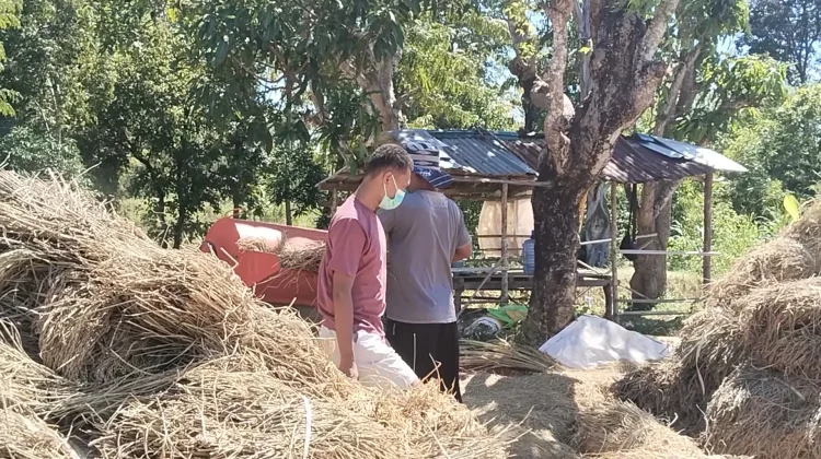Wereng Sangit Menyerang Pertanaman Padi di Belu Produksi Panen Menurun