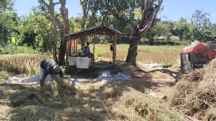 Praktik Ijon Berlaku di Kabupaten Belu Rugikan Petani