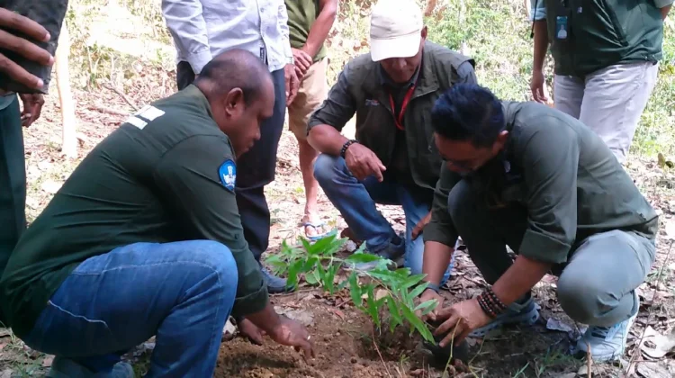 Unimor-Balai Perhutanan Sosial NTT Menanam 700 Anakan Cendana di Banamlaat TTU
