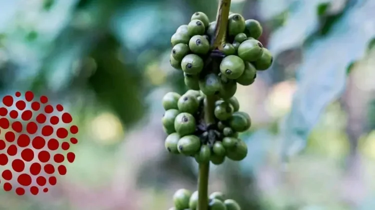 Strategi Mengemas Kopi Robusta Lamaole Menembus Pasar Modern.