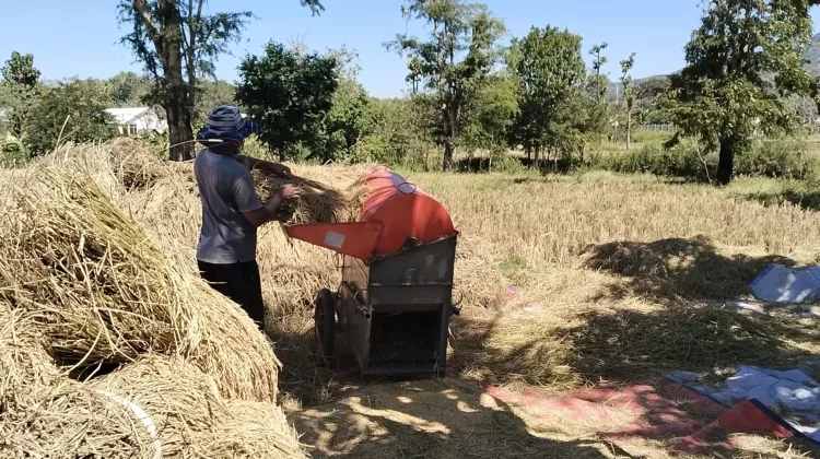 Bulog Pacu Penyerapan Gabah Petani Lokal Pandeglang