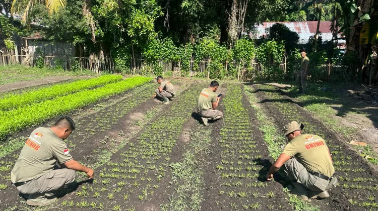 Brimb Alor Kelola Lahan Produktif Dukung Ketahanan Pangan di Moru