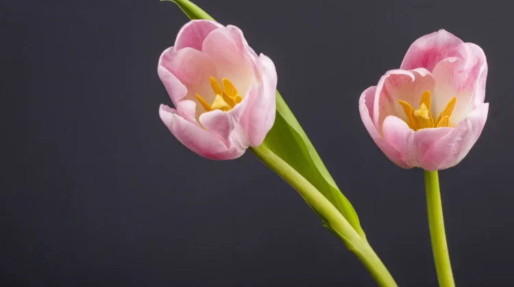 5 Khasiat Bunga Tulip yang Bisa Mendukung Kesehatan Tubuh