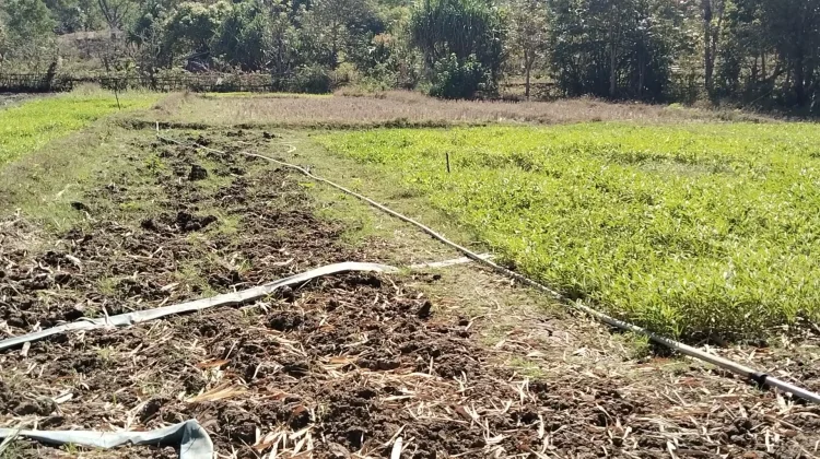 Petani Penggarap Lahan di Belu Melakukan Alih Fungsi Lahan Terkendala Ternak